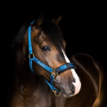stablehalter10610.png