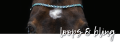 MT browband d.png