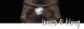 MT browband e.png
