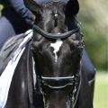 origine-dressage-double-bridle (1).jpg