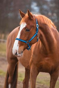 kantar Hippo full "3"